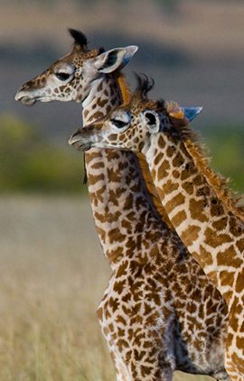 Treasureegypttours.com